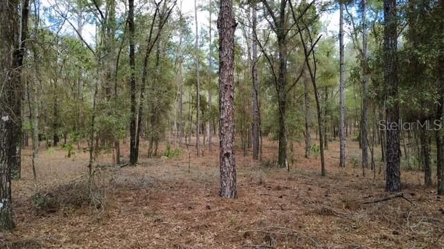 En Venta: $75,000 (1.25 acres)