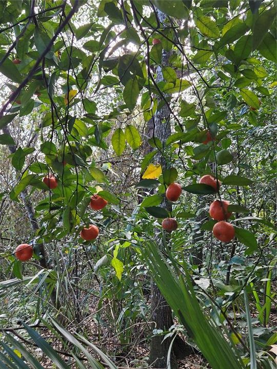 На продажу: $299,998 (4.94 acres)