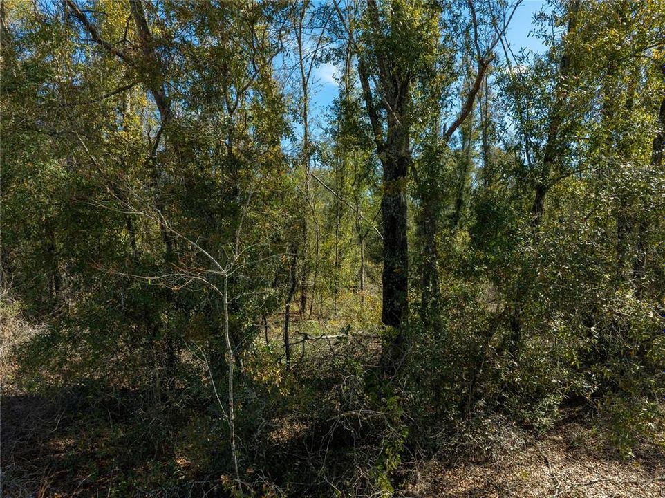 For Sale: $64,900 (5.00 acres)