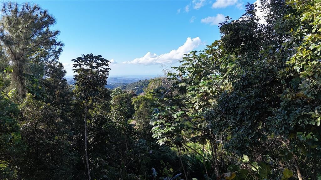 En Venta: $140,000 (1.37 acres)