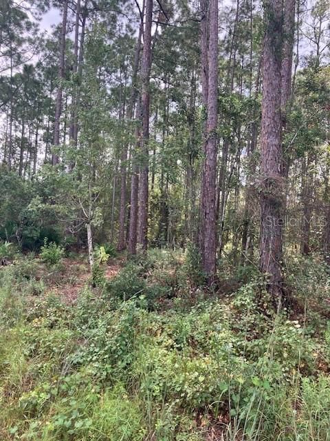 待售: $59,999 (1.14 acres)