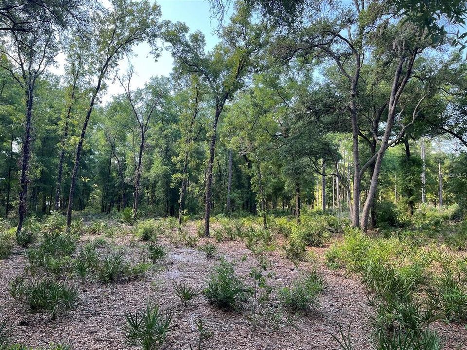 Vendido Recientemente: $29,500 (1.25 acres)