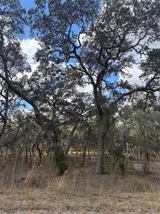 待售: $37,100 (1.00 acres)