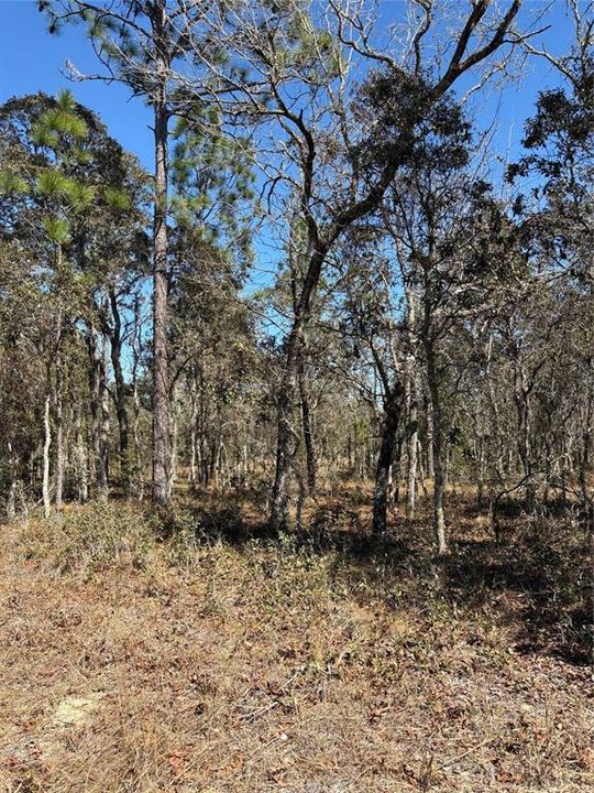 For Sale: $12,000 (0.25 acres)