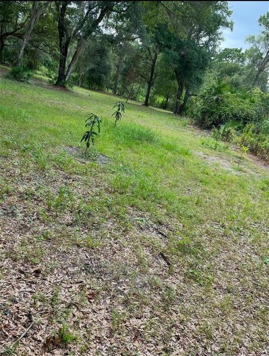 待售: $259,000 (5.00 acres)