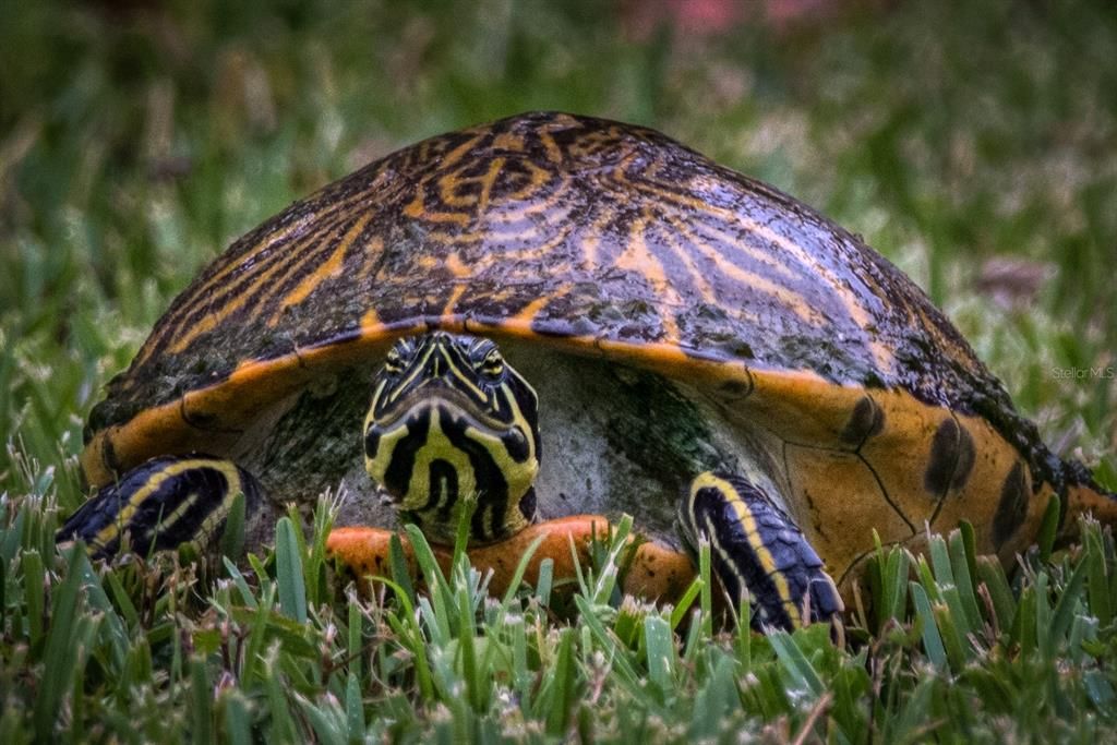 待售: $109,900 (2 贝兹, 2 浴室, 1108 平方英尺)