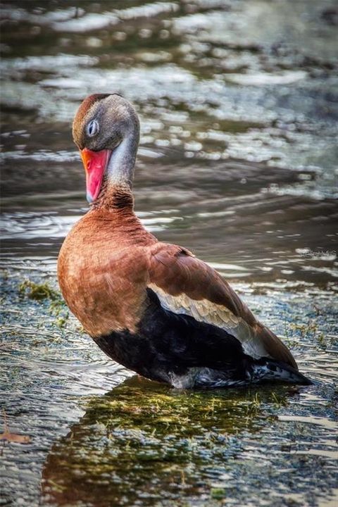 待售: $109,900 (2 贝兹, 2 浴室, 1108 平方英尺)