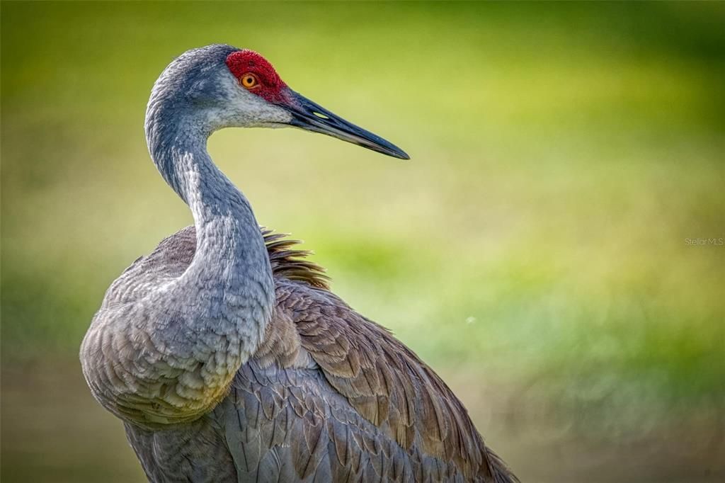 待售: $109,900 (2 贝兹, 2 浴室, 1108 平方英尺)