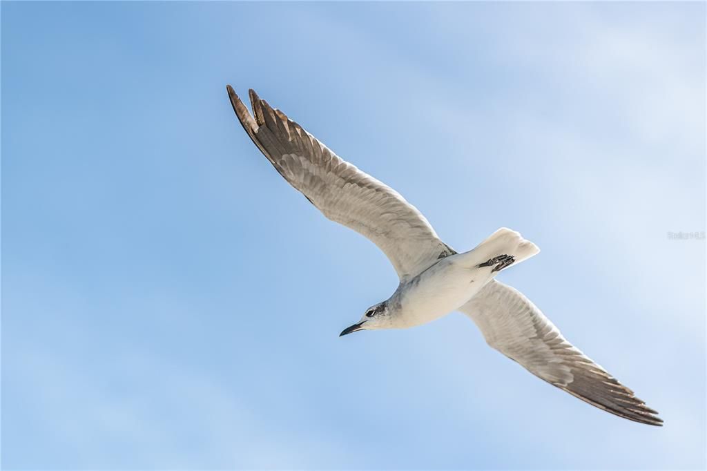 En Venta: $960,000 (0.16 acres)