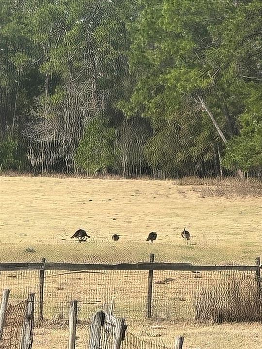 待售: $1,450,000 (29.00 acres)