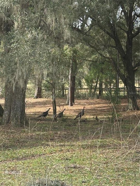 待售: $1,450,000 (29.00 acres)