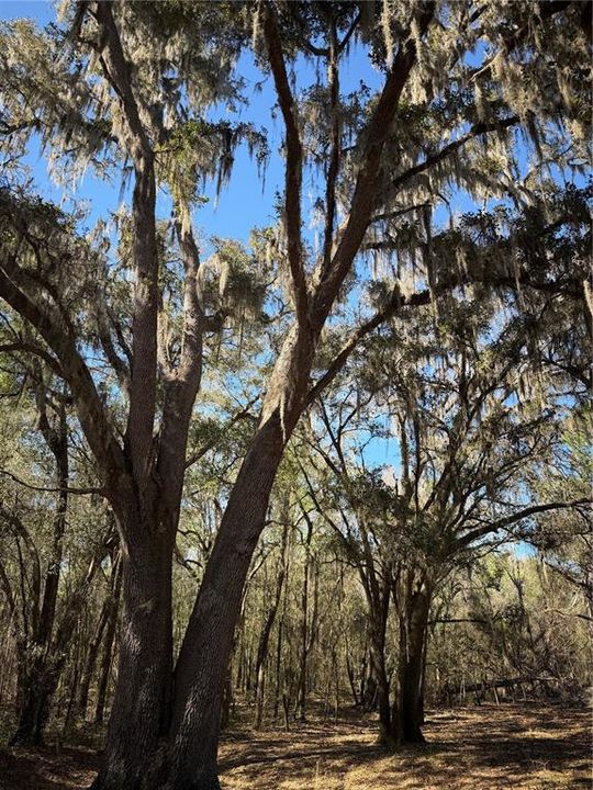 待售: $1,450,000 (29.00 acres)