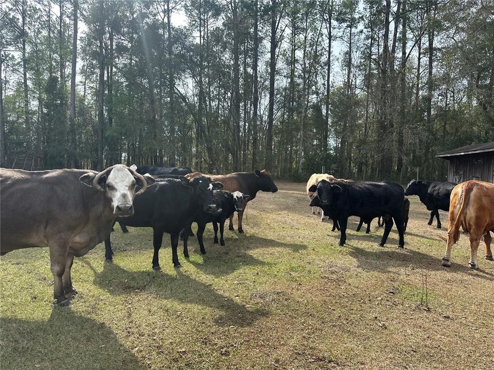 待售: $1,450,000 (29.00 acres)