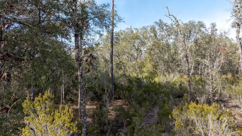 待售: $24,000 (1.25 acres)