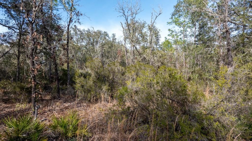 待售: $24,000 (1.25 acres)