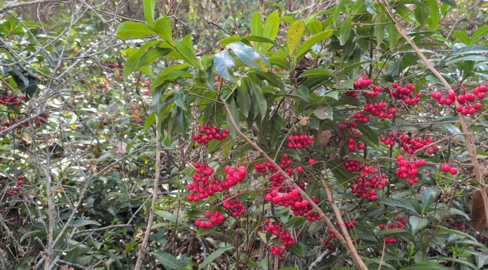 En Venta: $180,000 (1.95 acres)