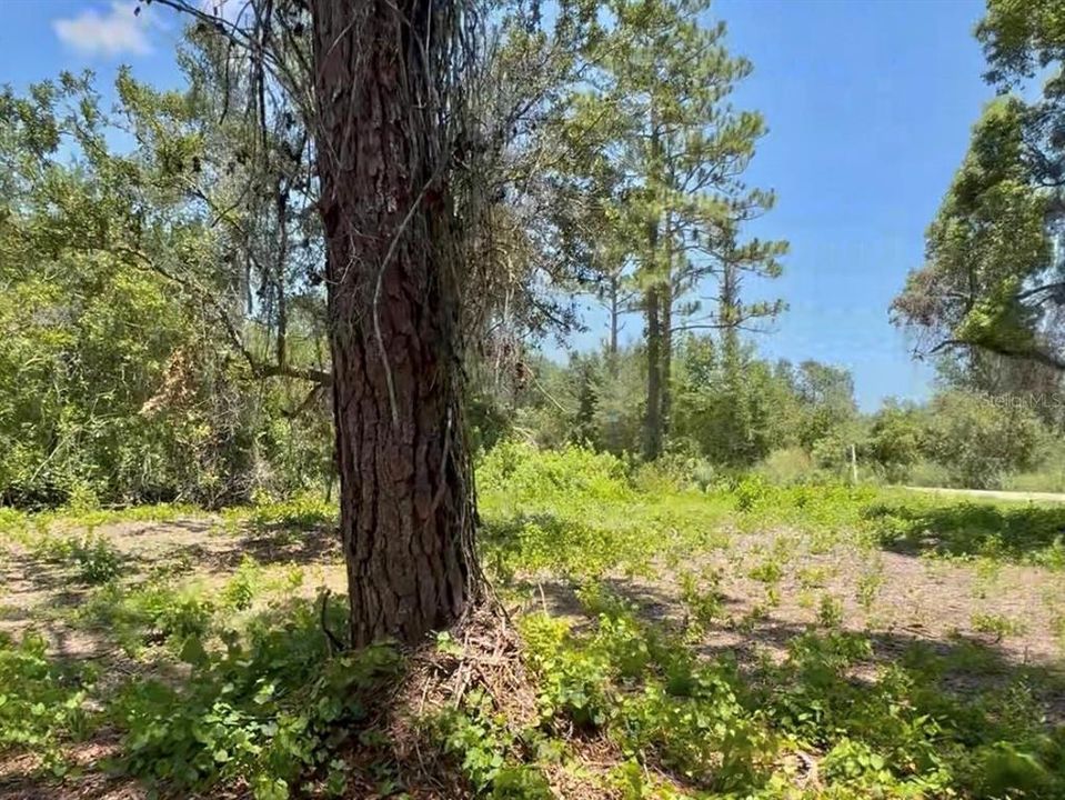 Recently Sold: $44,990 (1.25 acres)