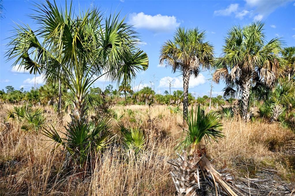 En Venta: $139,000 (9.74 acres)