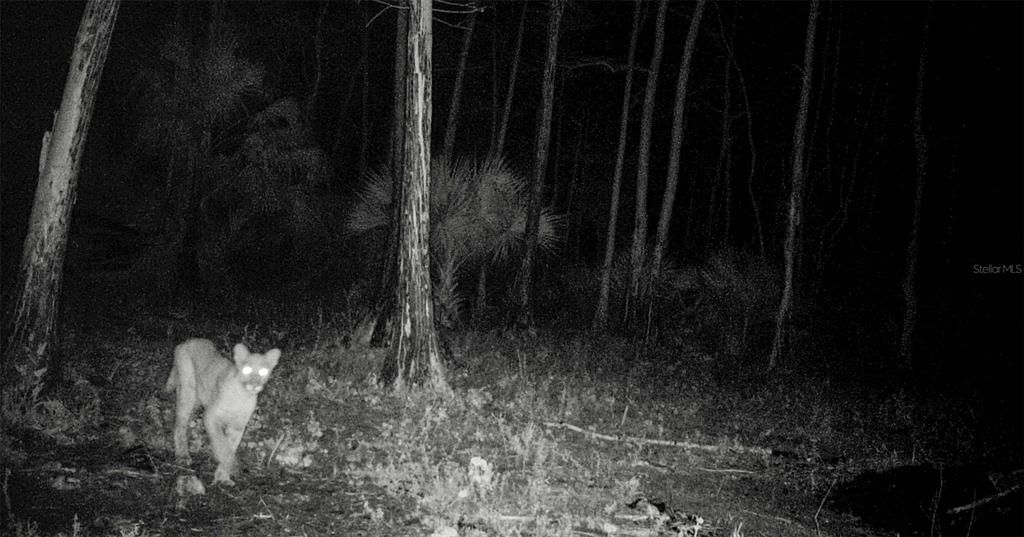 En Venta: $139,000 (9.74 acres)