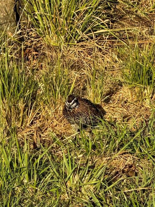 En Venta: $139,000 (9.74 acres)