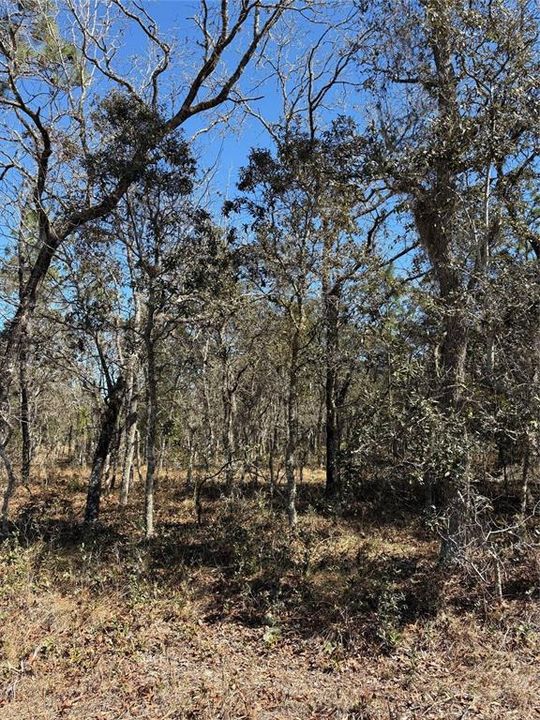 待售: $12,000 (0.25 acres)