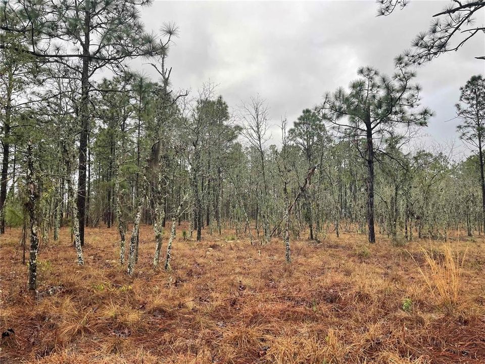 待售: $135,000 (4.82 acres)