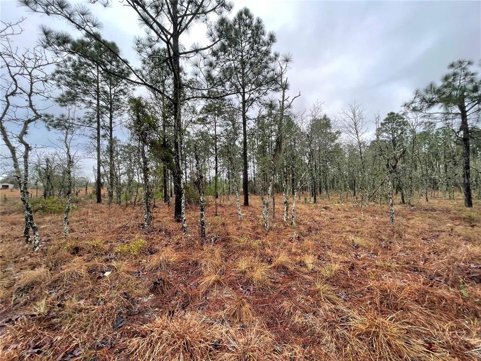 待售: $135,000 (4.82 acres)