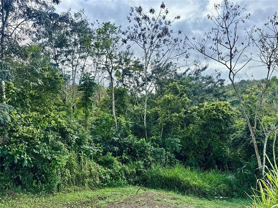 На продажу: $110,000 (1.50 acres)