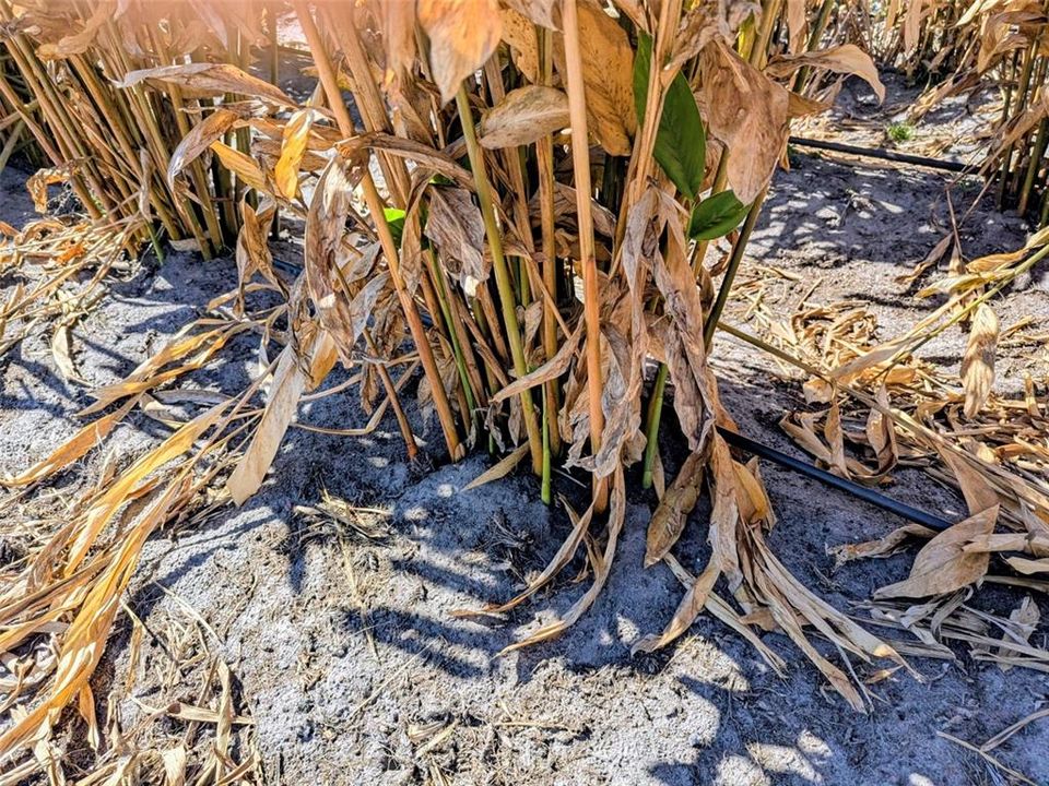 На продажу: $390,000 (10.00 acres)