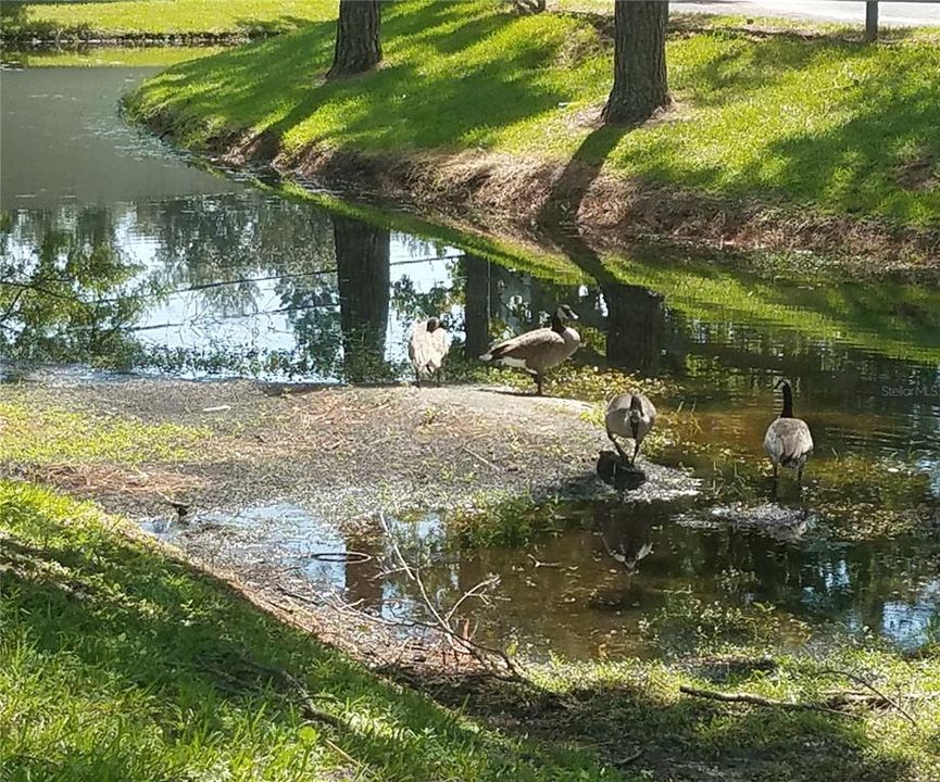 合同活跃: $1,975 (2 贝兹, 2 浴室, 1036 平方英尺)