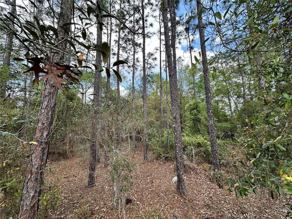 En Venta: $24,500 (0.44 acres)