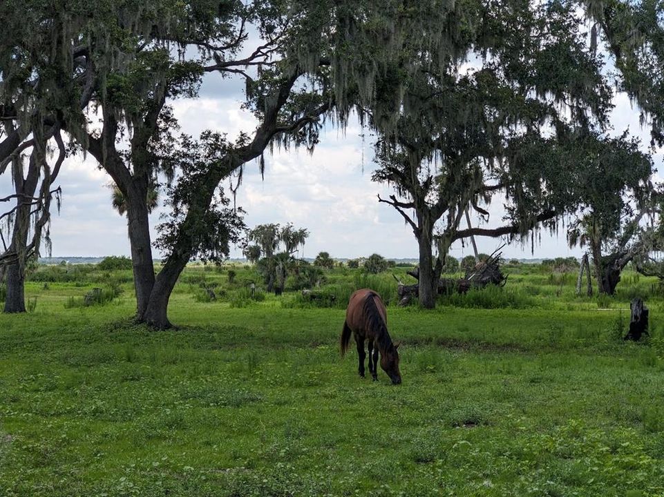 На продажу: $835,000 (20.15 acres)
