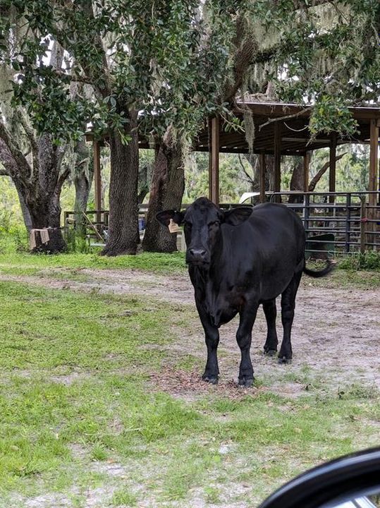 На продажу: $835,000 (20.15 acres)