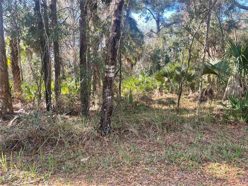 For Sale: $25,900 (0.50 acres)