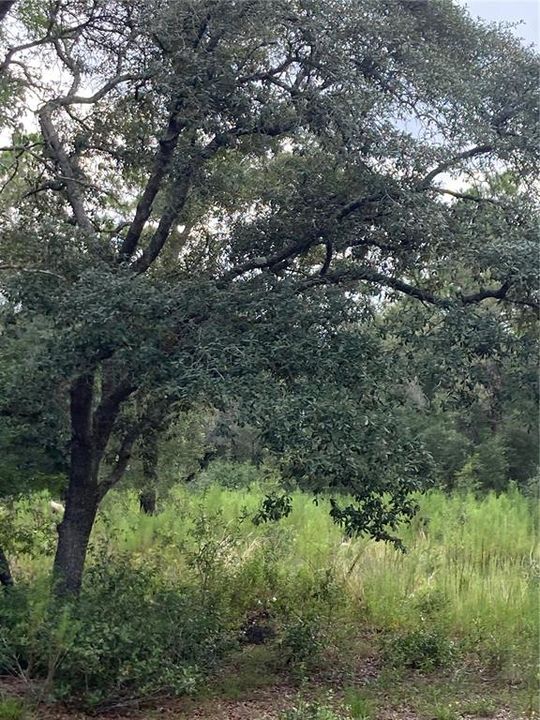 En Venta: $140,000 (3.74 acres)