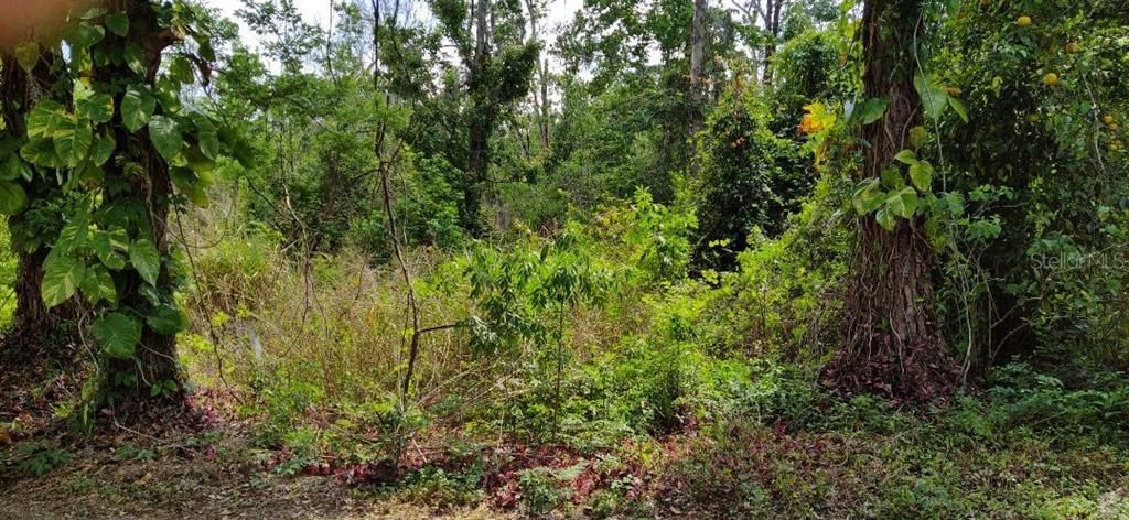 На продажу: $59,000 (0.33 acres)