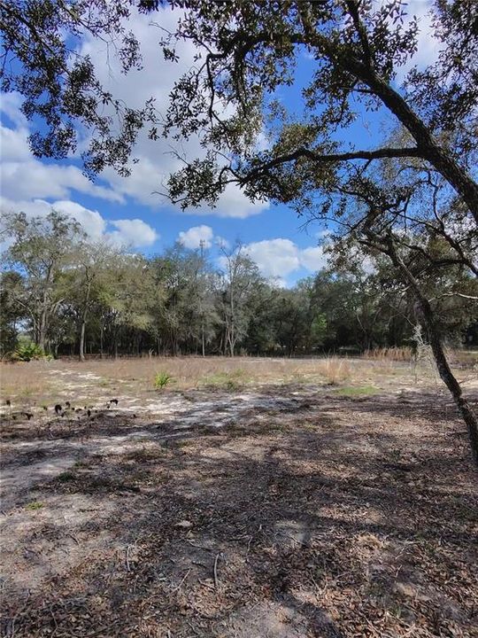 待售: $39,500 (1.25 acres)