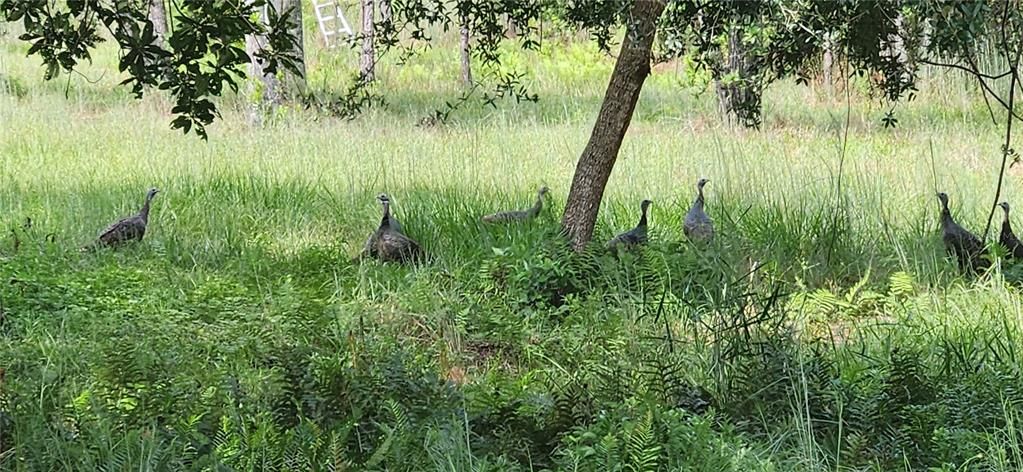 На продажу: $3,962,500 (317.09 acres)