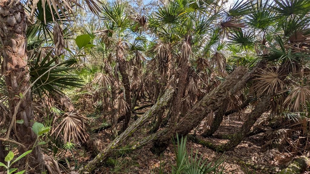 На продажу: $3,962,500 (317.09 acres)