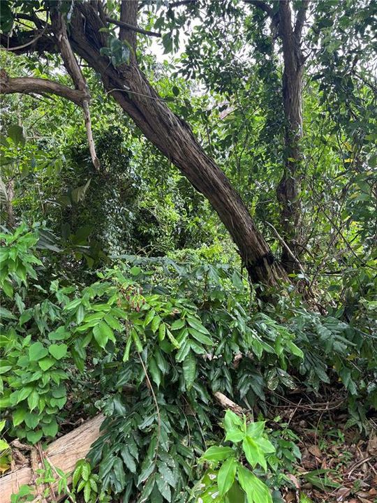 En Venta: $300,000 (4.99 acres)