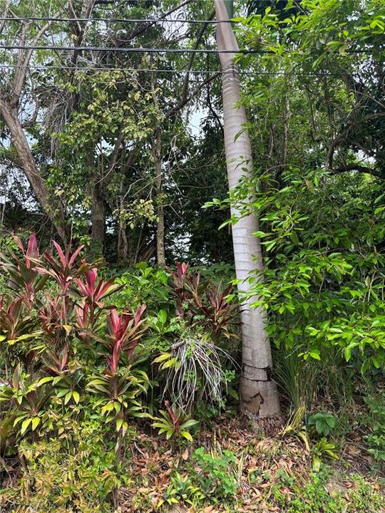 En Venta: $300,000 (4.99 acres)