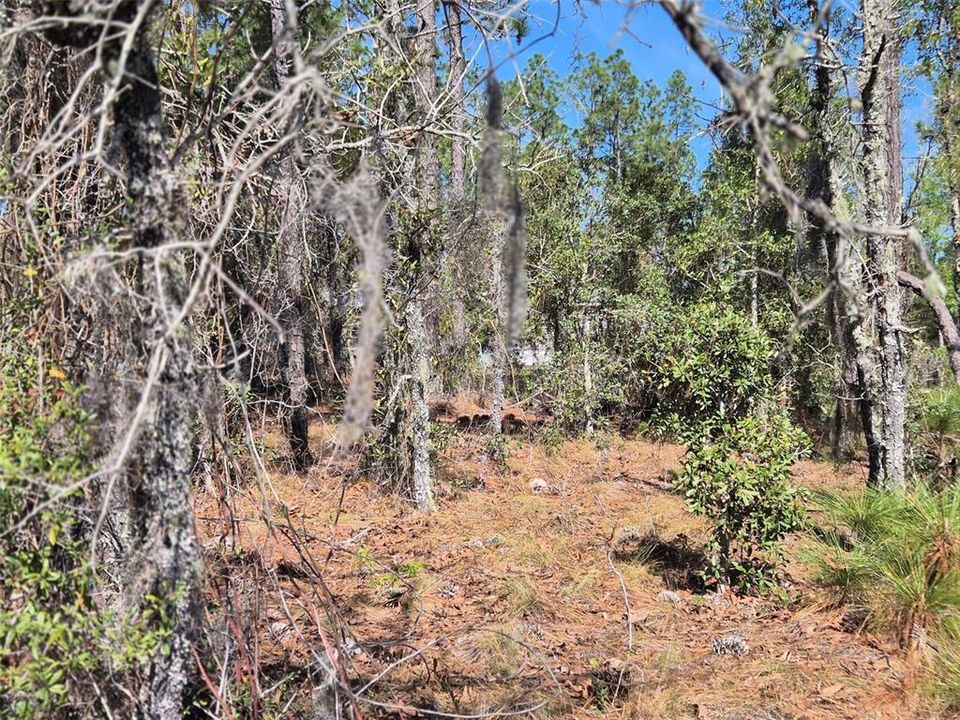 На продажу: $29,900 (1.00 acres)