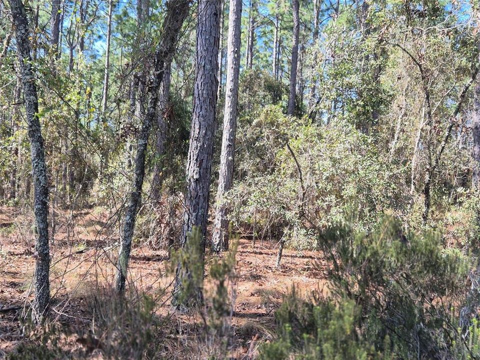 На продажу: $29,900 (1.00 acres)