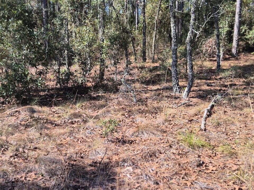 На продажу: $29,900 (1.00 acres)