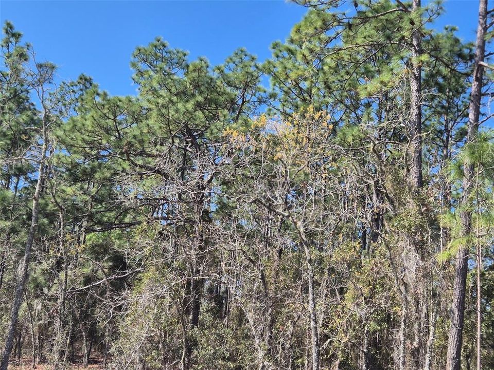 На продажу: $29,900 (1.00 acres)