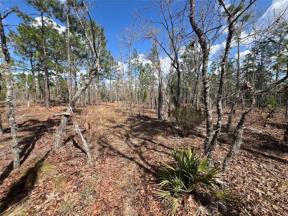 For Sale: $79,900 (5.02 acres)