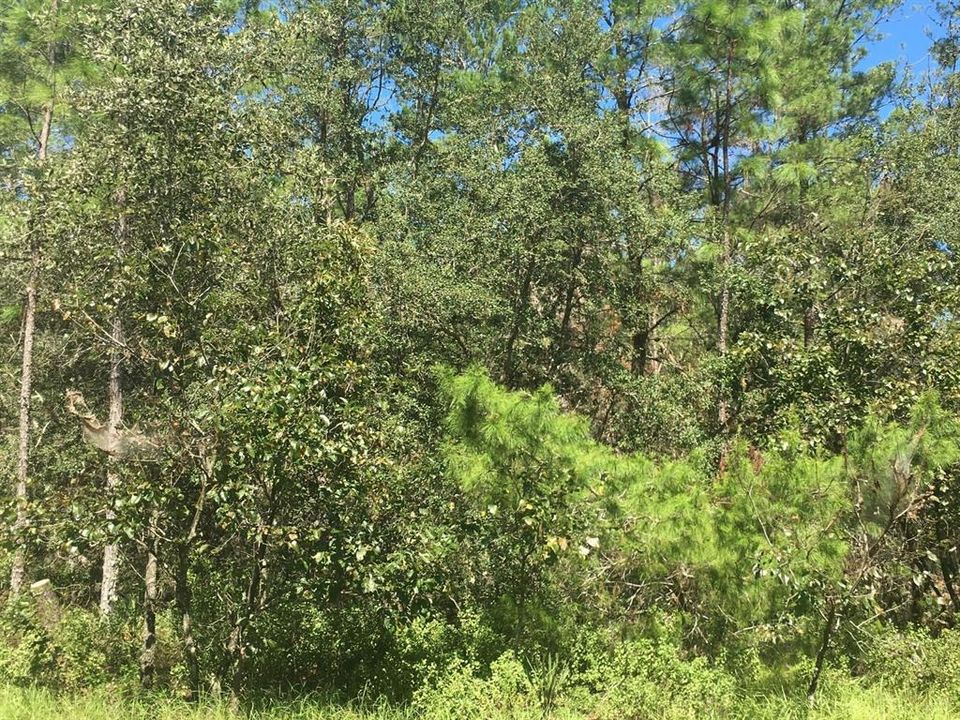 En Venta: $60,000 (1.00 acres)