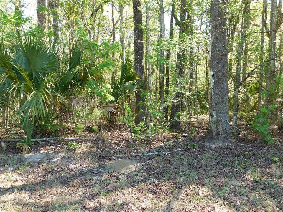 En Venta: $54,900 (1.51 acres)