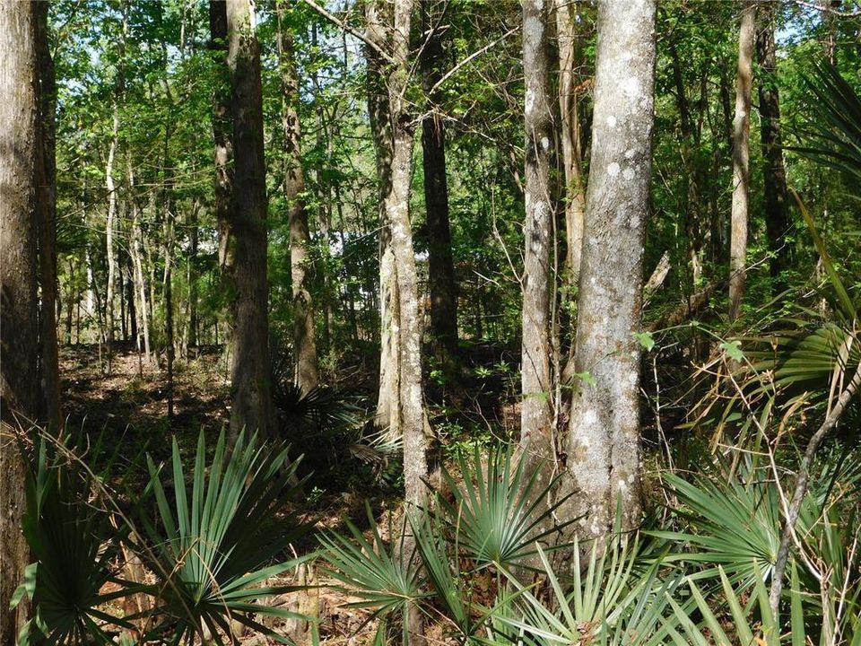 En Venta: $54,900 (1.51 acres)