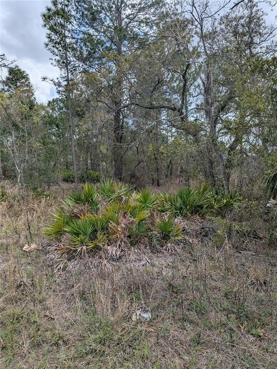 En Venta: $72,500 (0.62 acres)